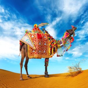 https://excursionlines.com/st_tour/camel-ride-bedouin-dinner-and-stargazing-in-4x4-jeep-safari/