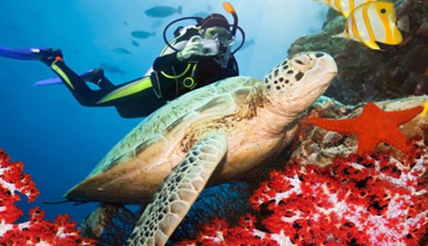 https://excursionlines.com/st_tour/scuba-diving-in-ras-mohamed-national-park-from-sharm/