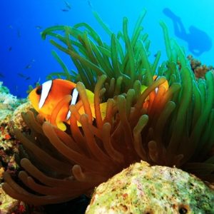http://exlines.local/marsa-alam-a-natural-and-tourist-paradise-on-the-red-sea-coast/