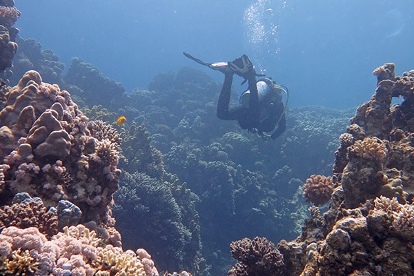 Top Dive Sites in Dahab